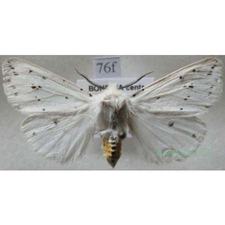 Spilosoma lubricipeda (Linnaeus, 1758) Szewnica miętówka Czech76f